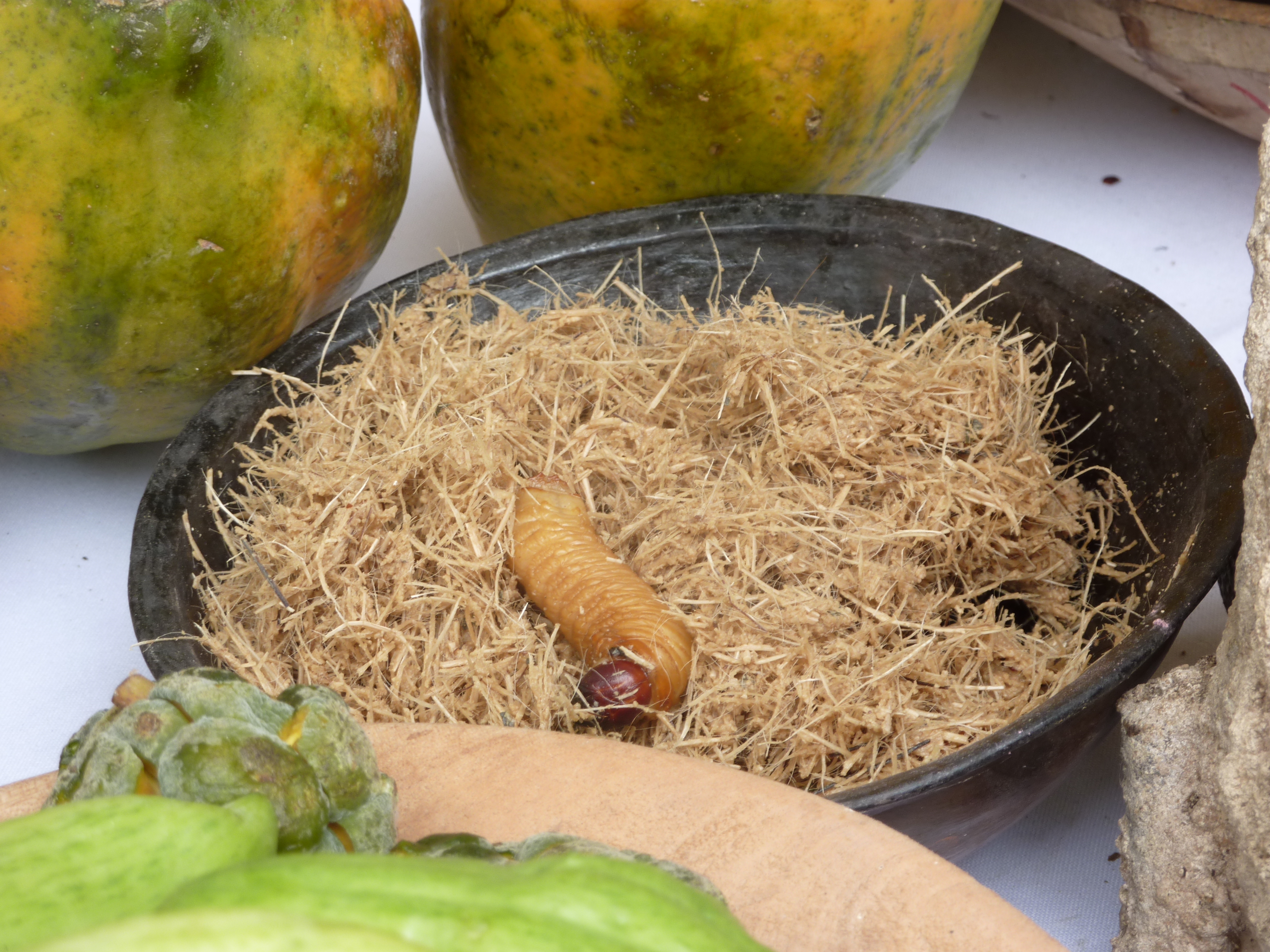 Chontacuro worms: an Amazonian delicacy