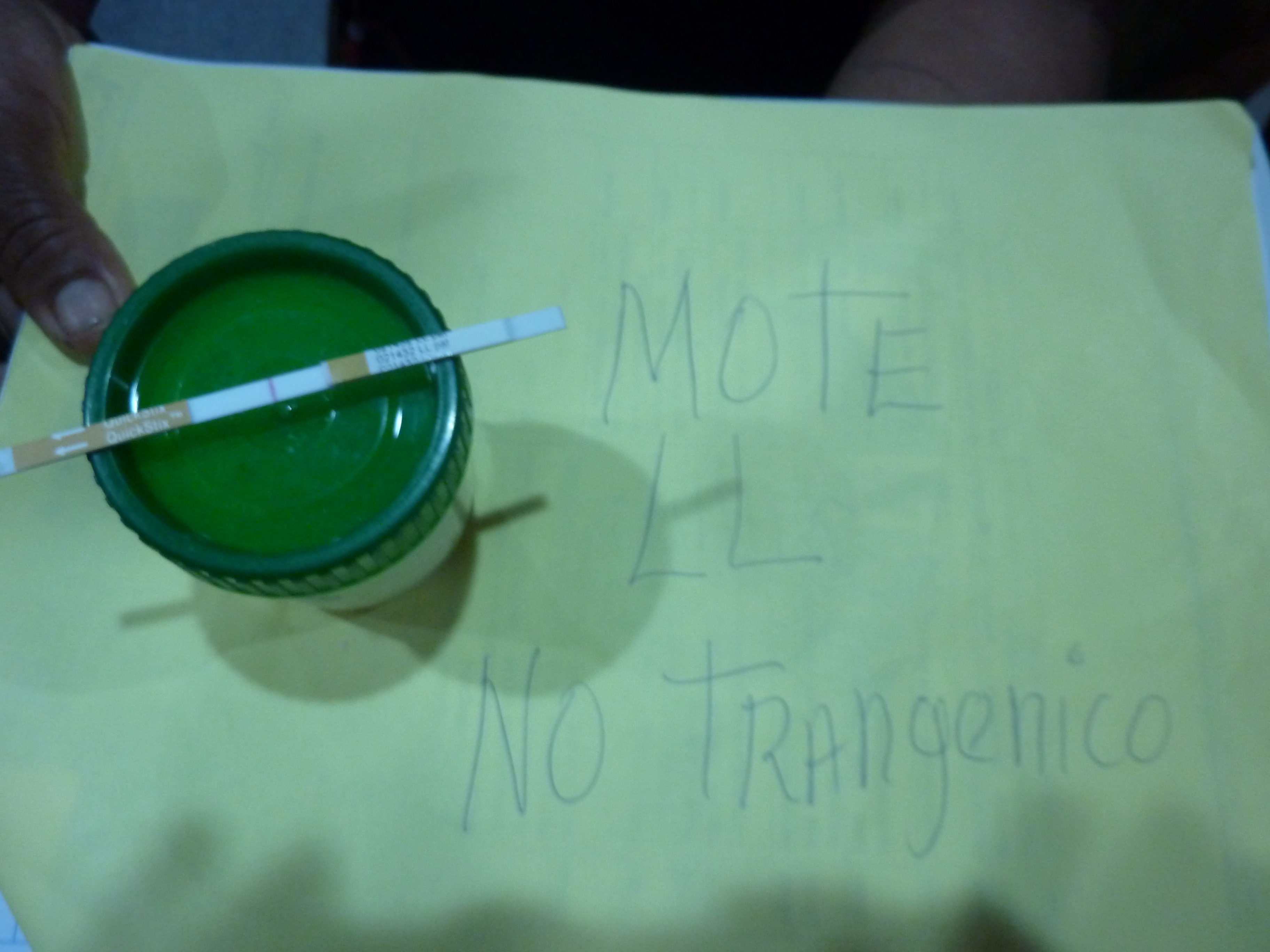 Result from ELISA test: transgenic-free maize